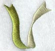 Ribbon Lower Case Letter v (3 inch)