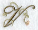 Floral Heirloom Letter V - 4 Inch