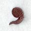Arnold Comma (3 Inch)