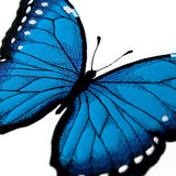 Enchanted Blue Morpho Butterfly (Heirloom Applique)
