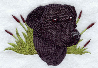 Labrador Retriever Head