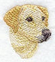 Labrador Retriever Head