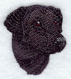 Labrador Retriever Head