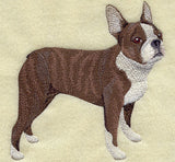 Boston Terrier