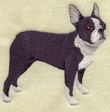 Boston Terrier