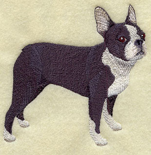 Boston Terrier