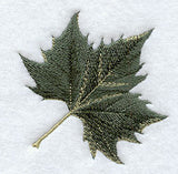Sycamore Leaf