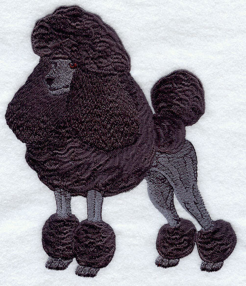 Standard Poodle