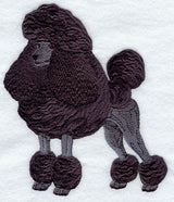 Standard Poodle