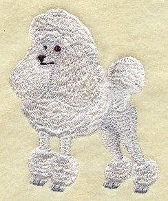 Standard Poodle