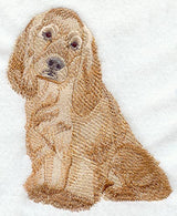 American Cocker Spaniel