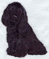 American Cocker Spaniel