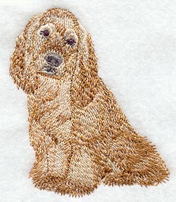 American Cocker Spaniel