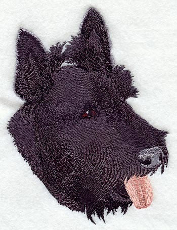 Scottish Terrier Head