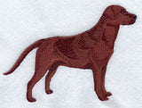 Labrador Retriever