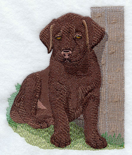 Labrador Puppy