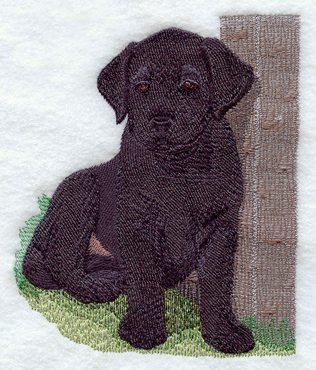 Labrador Puppy